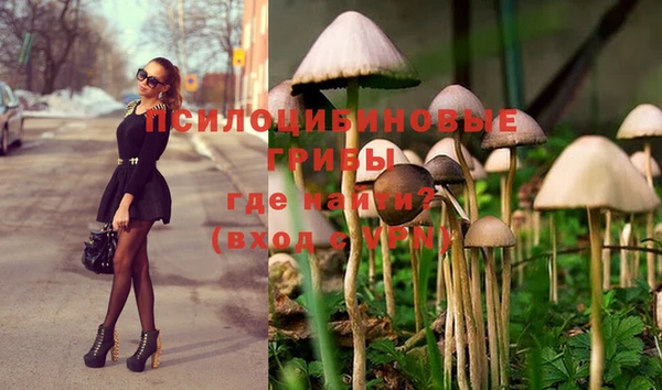 PSILOCYBIN Алзамай
